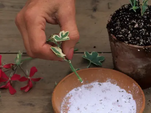 Ręka przygotowuje sadzonki pelargonii do ukorzenienia, zanurzając odcięty pęd w proszku. Obok leżą czerwone kwiaty.