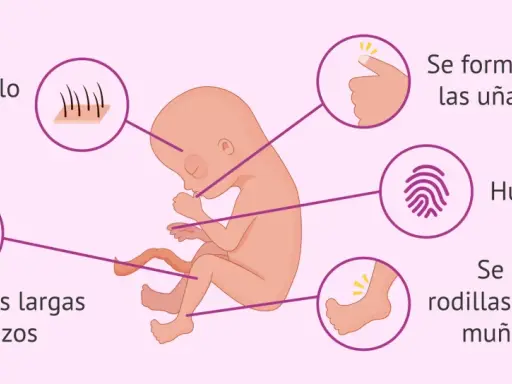 Feto de 16 semanas de embarazo: aparecen cejas, uñas, huellas dactilares, piernas más largas que brazos y se diferencian rodillas, tobillos, codos, muñecas y dedos.