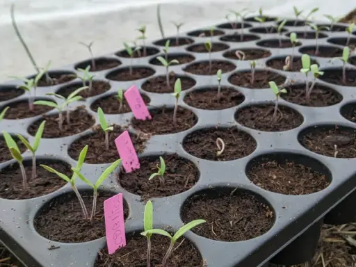 Plateau de semis en godet, jeunes pousses de tomates aux tiges pourpres et feuilles vertes, certaines avec des étiquettes roses.