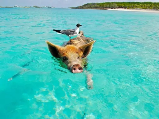 Schwimmendes Schwein mit Möwe auf dem Rücken im türkisfarbenen Wasser der Bahamas. Ein unvergessliches Erlebnis beim Bahamas Segeln.