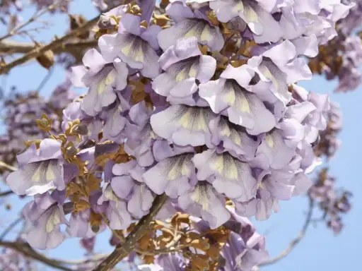 Paulownia: Kiedy kwitnie i jak zapewnić jej kwiaty w ogrodzie?