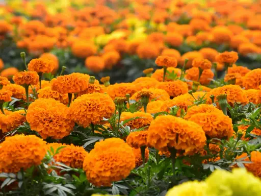 Champ de fleurs d'oeillet d'inde tomate, aux couleurs vives et éclatantes, évoquant la chaleur de l'été.