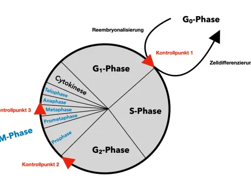 Der zellzyklus ist ein Kreislauf mit Phasen wie G1, S, G2 und M (Mitose), der durch Kontrollpunkte reguliert wird. Zellen können auch in die G0-Phase eintreten.