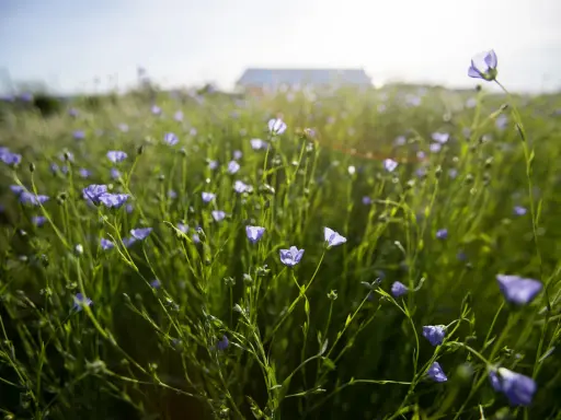 A field of delicate blue flax plant flowers sway gently in the sunlit breeze, with a blurred building in the distance.