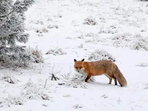 Lis rudy z puszystym ogonem przemierza zasypany śniegiem teren. Widać gałęzie sosny i kępy traw, które przygotowują się do zimowania.