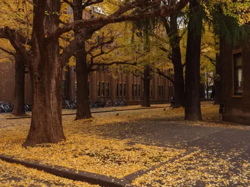 Gyllene löv från ginkgo biloba täcker marken framför en tegelbyggnad. Cyklar står parkerade i bakgrunden.