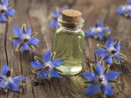Flacon d'huile de bourrache entouré de fleurs bleues sur fond de bois. Découvrez les bienfaits de cette huile précieuse.