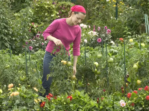 Une femme dans un jardin luxuriant, examinant une plante sauvage de tomates. Des fleurs colorées bordent le chemin.