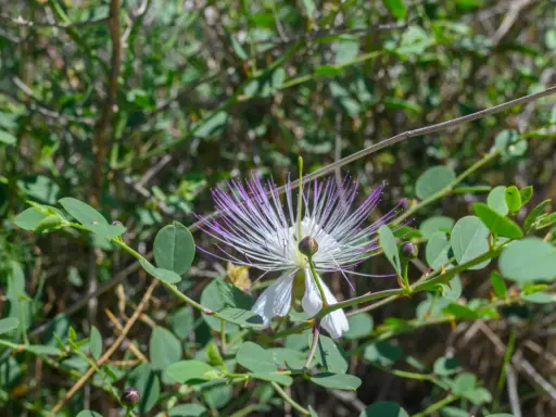 Fleur de câprier blanche et violette, aux longues étamines, épanouie sur un buisson verdoyant.
