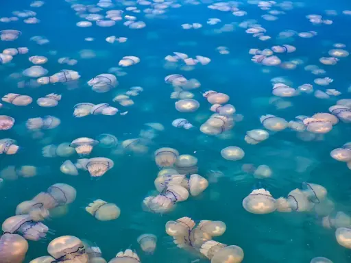 Un mare di meduse, una specie affascinante che galleggia nelle acque turchesi.