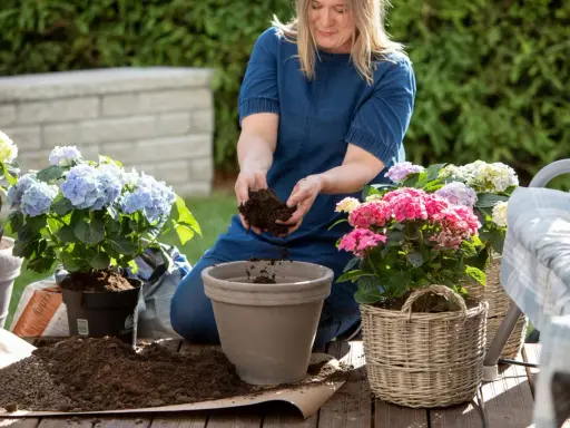 Kvinna planterar vackra hydrangea svenska blommor i krukor på en altan.
