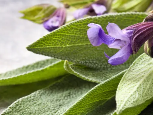 Feuilles et fleurs de sauge sclarée, évoquant ses nombreux bienfaits pour le bien-être.