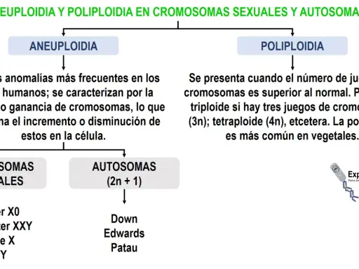 Aneuploidia: anomalías cromosómicas comunes en humanos por ganancia o pérdida de cromosomas. Se diferencia de la poliploidía.