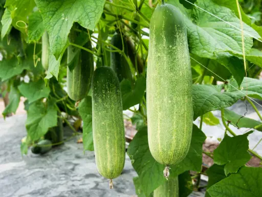 Concombres mûrs pendant à la vigne. Combien de pieds de concombre pour 2 personnes ? Une belle récolte en perspective !