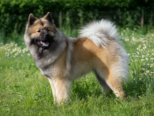 Un magnifique chien eurasier, au pelage épais et roux, se tient fièrement dans un champ verdoyant parsemé de petites fleurs blanches.