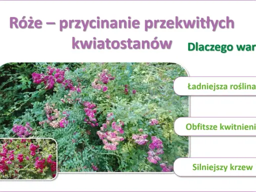 Krzew róży pnącej z fioletowymi kwiatami i zielonymi liśćmi, obok mniejszy obrazek tej samej róży.