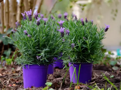 Yes, you can grow lavender in a pot! These vibrant purple pots hold lush lavender plants, showcasing their fragrant purple blooms and green foliage.