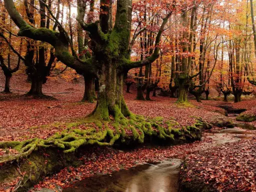 Raíces musgosas de árboles centenarios en bosques de España, cubiertos de hojas otoñales. Un arroyo serpentea entre la hojarasca.
