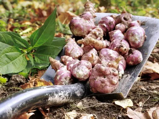 Une pelle remplie de légumes anciens tubercules, des topinambours fraîchement récoltés, prêts à être cuisinés.