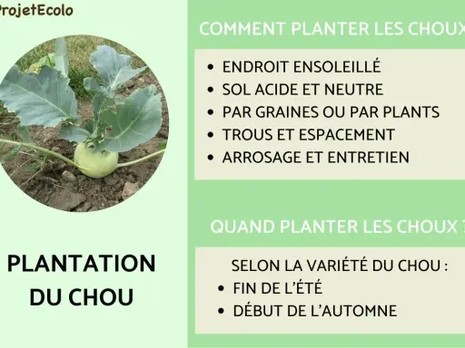 Un jeune plant de chou-rave pousse en terre. Le texte explique comment et quand planter des choux pour une récolte réussie.