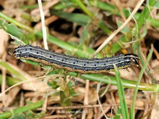 A striped armyworm caterpillar crawls on grass. These hungry larvae are what army worms turn into before becoming moths.