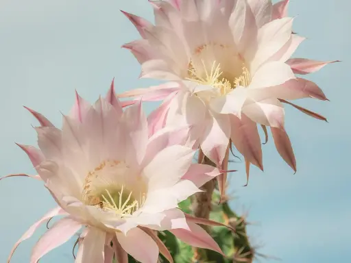 Två stora, ljusrosa blommande kaktusar mot en ljusblå himmel. En liten bi syns i en av blommorna.