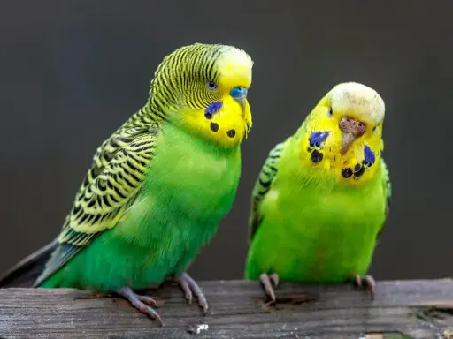 Due parrocchetti verdi e gialli, con macchie blu sulle guance, seduti su un ramo. Sembrano piccoli come un dente di leone.