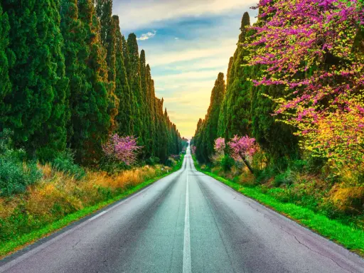 Viale dei Cipressi, un'icona di Bolgheri cosa vedere. La strada si perde tra alberi secolari e fioriture primaverili, un invito al viaggio.