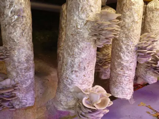 Des pleurotes poussent sur des troncs de culture maison, prêts à être récoltés.