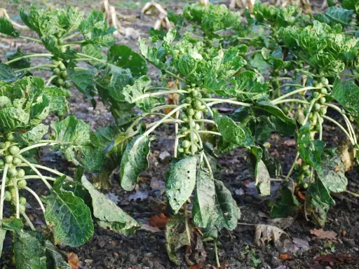 Des plants de chou de Bruxelles poussent dans un champ, leurs petites boules vertes se développant le long des tiges.
