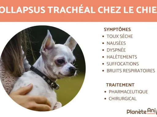 Chien souffrant de collapsus trachéal, avec symptômes et traitements listés. L'espérance de vie dépend de la prise en charge.