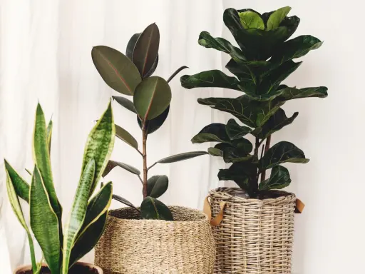 Trzy piękne kwiaty doniczkowe do domu: Fikus, Monstera i Sansewieria w wiklinowych osłonkach.