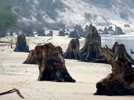Zatopiony las na piaszczystej plaży, gdzie stoją samotne pnie drzew, tworząc surrealistyczny krajobraz.