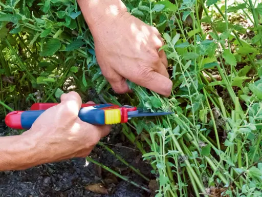 Hände schneiden mit einer Gartenschere einen Strauch Katzenminze. Die grünen Blätter und Stängel sind dicht und üppig.