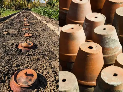 Ligne de pots en terre cuite enterrés dans le sol, prêts pour la plantation. À droite, une pile de pots en terre cuite.