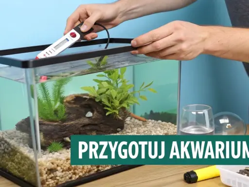 Akwarium dla gupików: Jaki rozmiar i sprzęt? Uniknij pomyłek!
