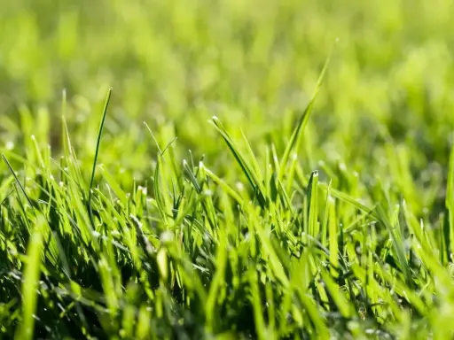 Close-up of vibrant green grass. A common question is: does borax kill grass? This image shows healthy blades, not the brown, dead patches borax can cause.