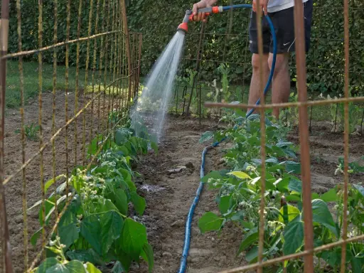 Arrosage des haricots verts dans le potager. Un jardinier arrose les jeunes plants avec un tuyau d'arrosage.