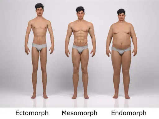Trzy typy budowy sylwetki męskiej: ektomorfik (szczupły), mezomorfik (umięśniony) i endomorfik (zaokrąglony).