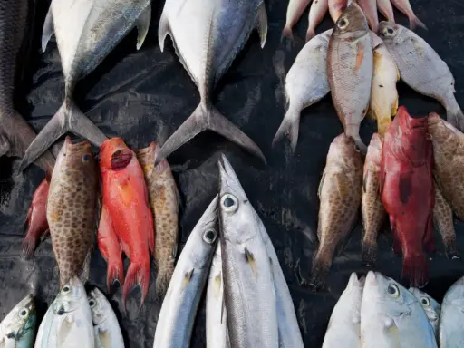 Un'abbondante raccolta di pesci, alcuni rossi, altri argentati, disposti su un telo nero. Un triste promemoria della pesca eccessiva.