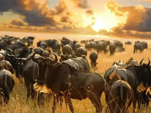 Stado gnu na sawannie podczas zachodu słońca. To widok, który zapiera dech w piersiach, kiedy do Kenii.