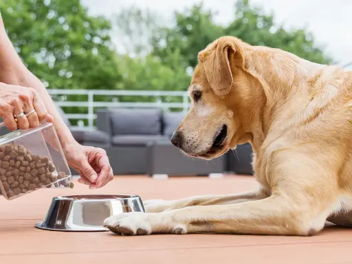 Un chien attend patiemment sa gamelle remplie de croquettes, signe d'un bon régime alimentaire.