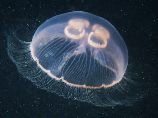 Una medusa trasparente fluttua nell'oscurità, con le sue delicate frange che si estendono. Sembra quasi che le meduse abbiano il cuore, con quelle forme rotonde al centro.
