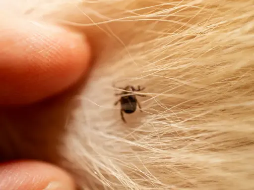 Gros plan d'un doigt prêt à enlever un tique sans pince, niché dans la fourrure dorée d'un animal.