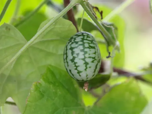 Un petit concombre du Mexique, orné de motifs verts et blancs, pend à une tige entourée de feuilles luxuriantes.