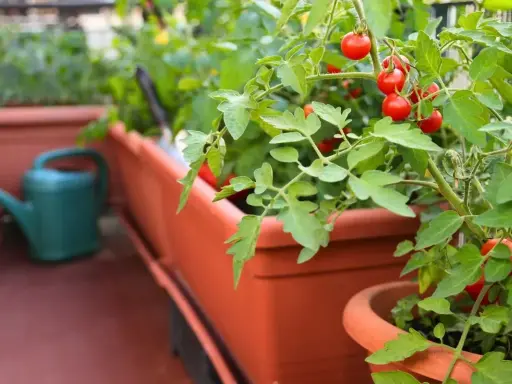 Pomidory w doniczkach na balkonie, idealne warzywa na balkon. Zielona konewka w tle.