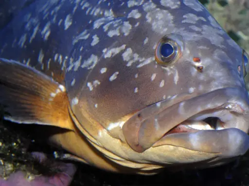 Primo piano di una cernia con macchie chiare sul corpo e pinna arancione.