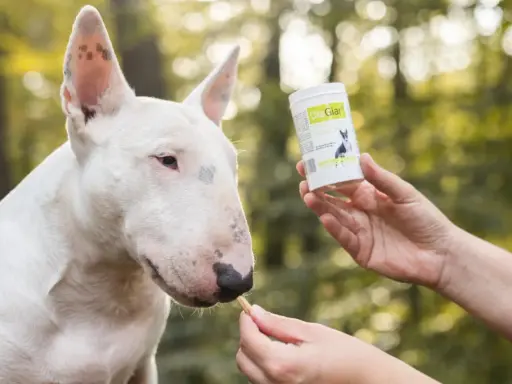 Biały bull terrier dostaje smakołyk, który może pomóc w walce z giardią u psa objawy.