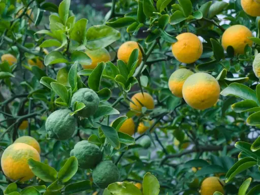 Frutti verdi e gialli pendono dai rami spinosi, come l'arancio amaro trama il suo ciclo vitale.
