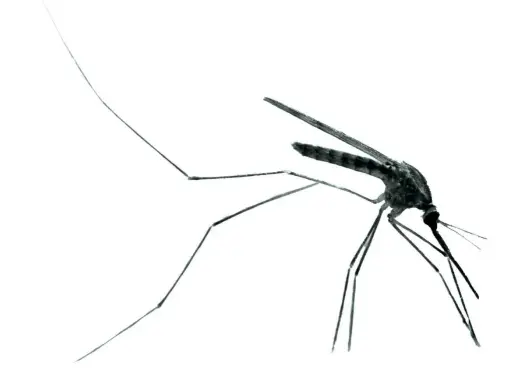 En mygga, bärare av malaria sjukdom, med långa ben och vingar mot vit bakgrund.